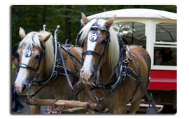 St. Jacobs Horse Drawn Tours
